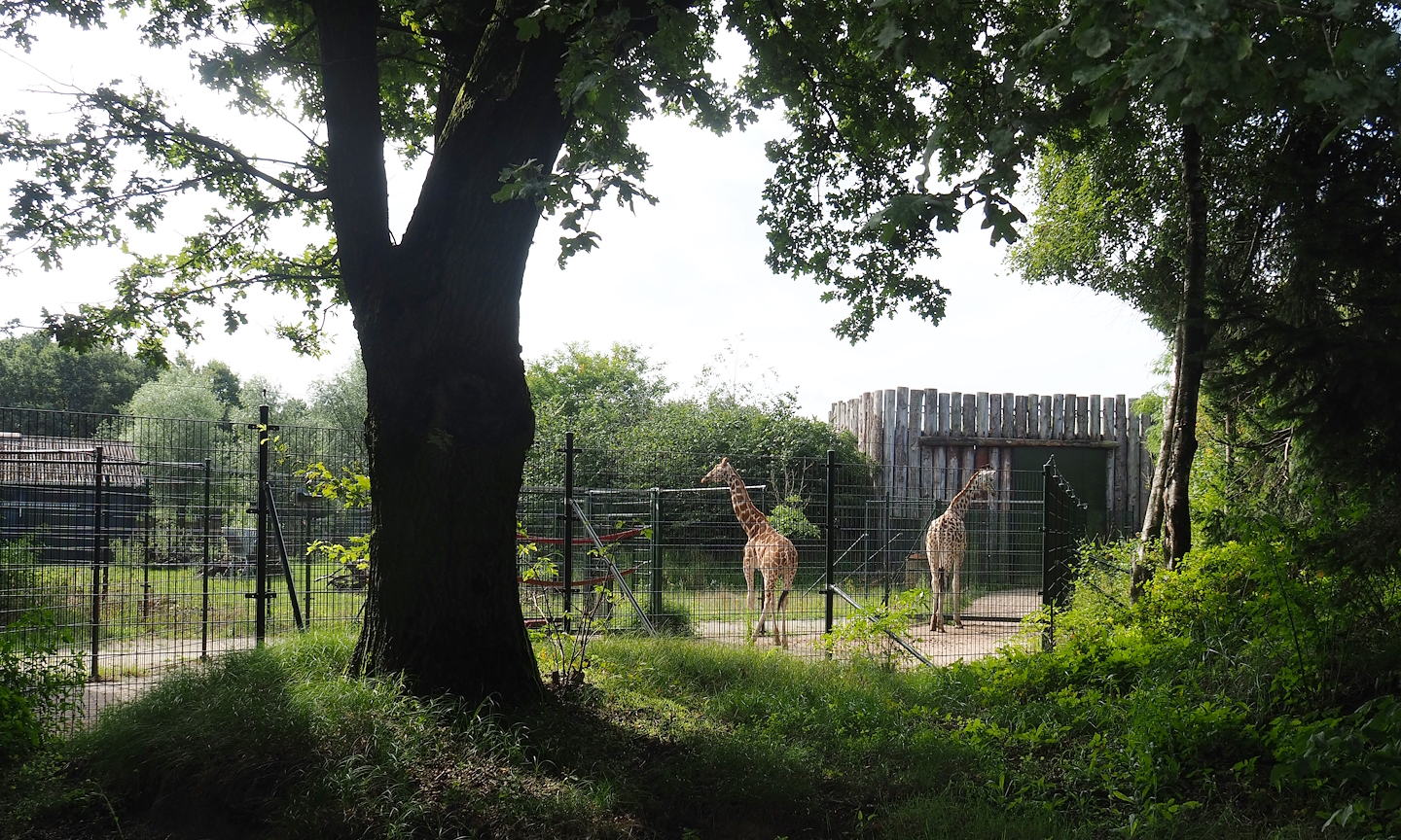 Rothschild's giraffe separation paddock, 2023-08-15