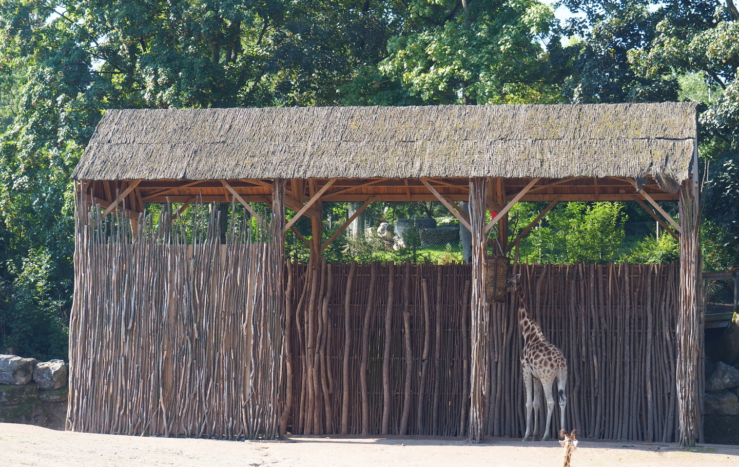 Rothschild's giraffe shelter, 2021-09-03