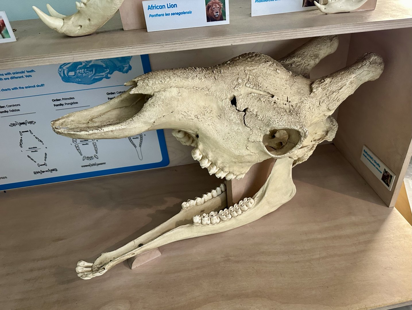 Rothschild’s Giraffe Skull