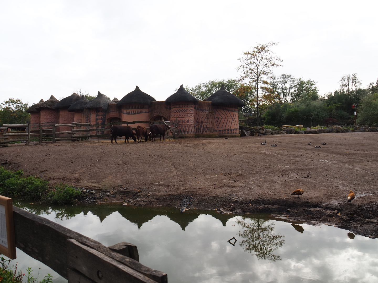 Rothschild's giraffe, South African ostrich and Ankole-Watusi cattle paddock, 2019-10-04
