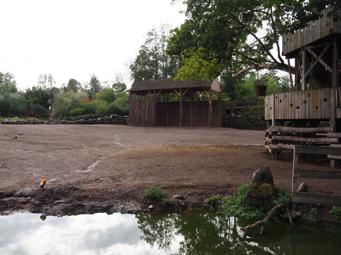 Rothschild's giraffe, South African ostrich and Ankole-Watusi cattle paddock, 2019-10-04