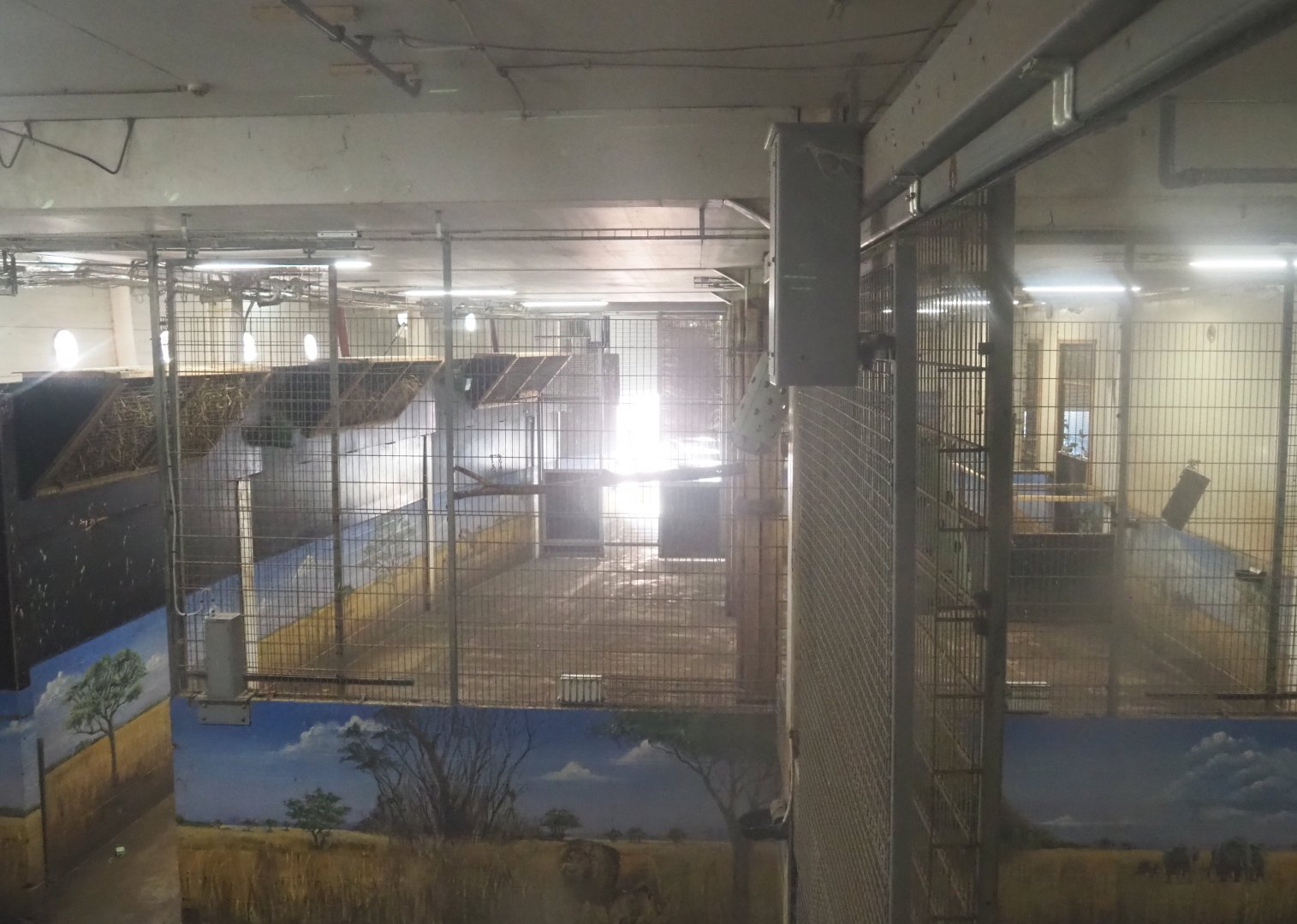 Rothschild's giraffe stables in the Mersus Emergo, 2021-09-03