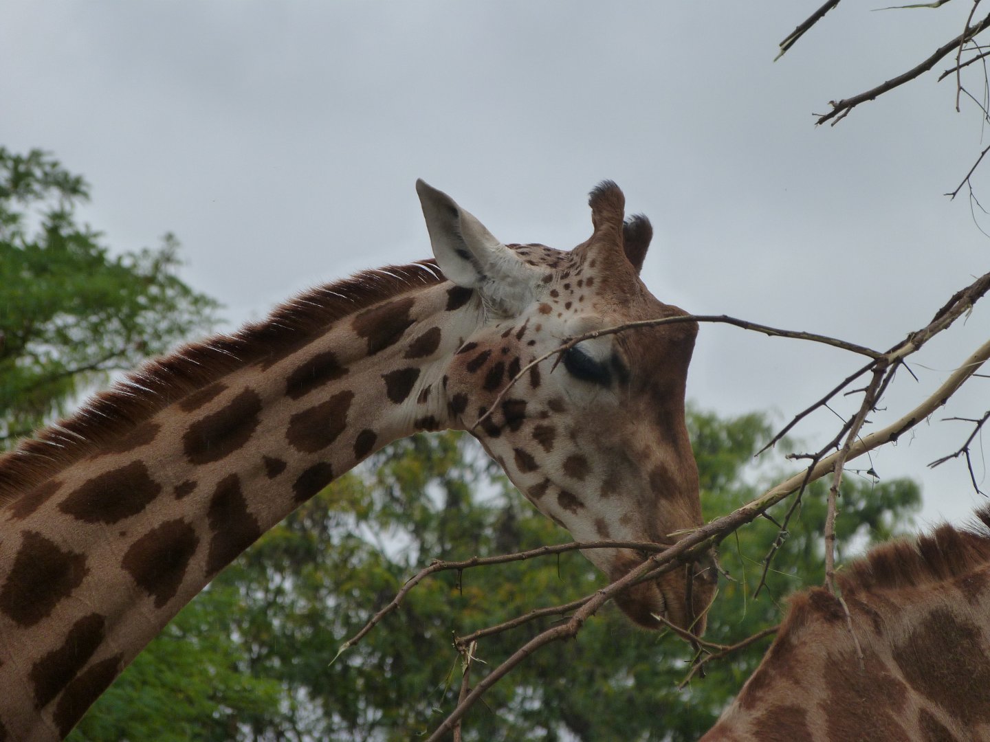 Rothschild's giraffe -Tierpark Berlin (2024)
