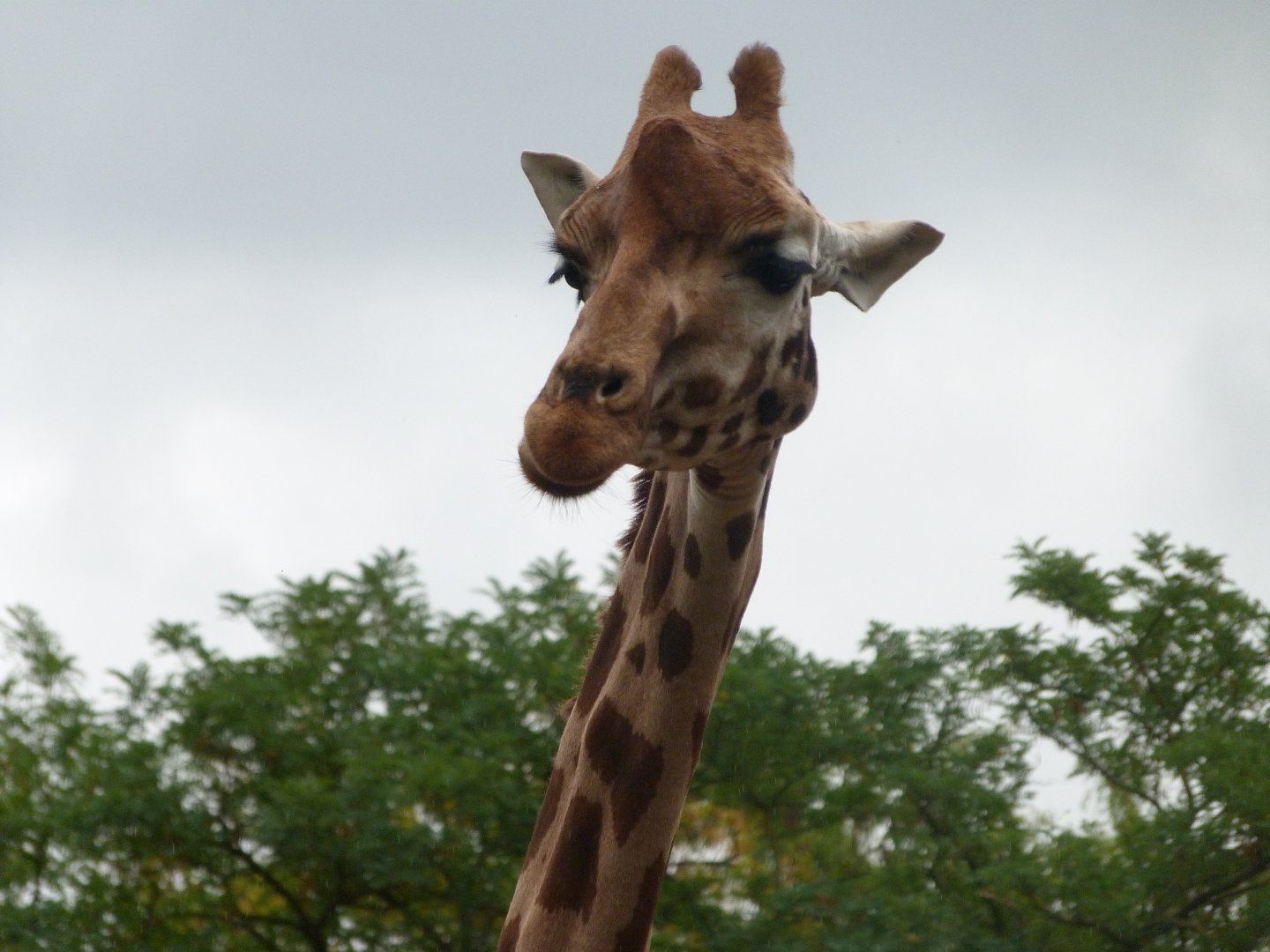 Rothschild's giraffe -Tierpark Berlin (2024)