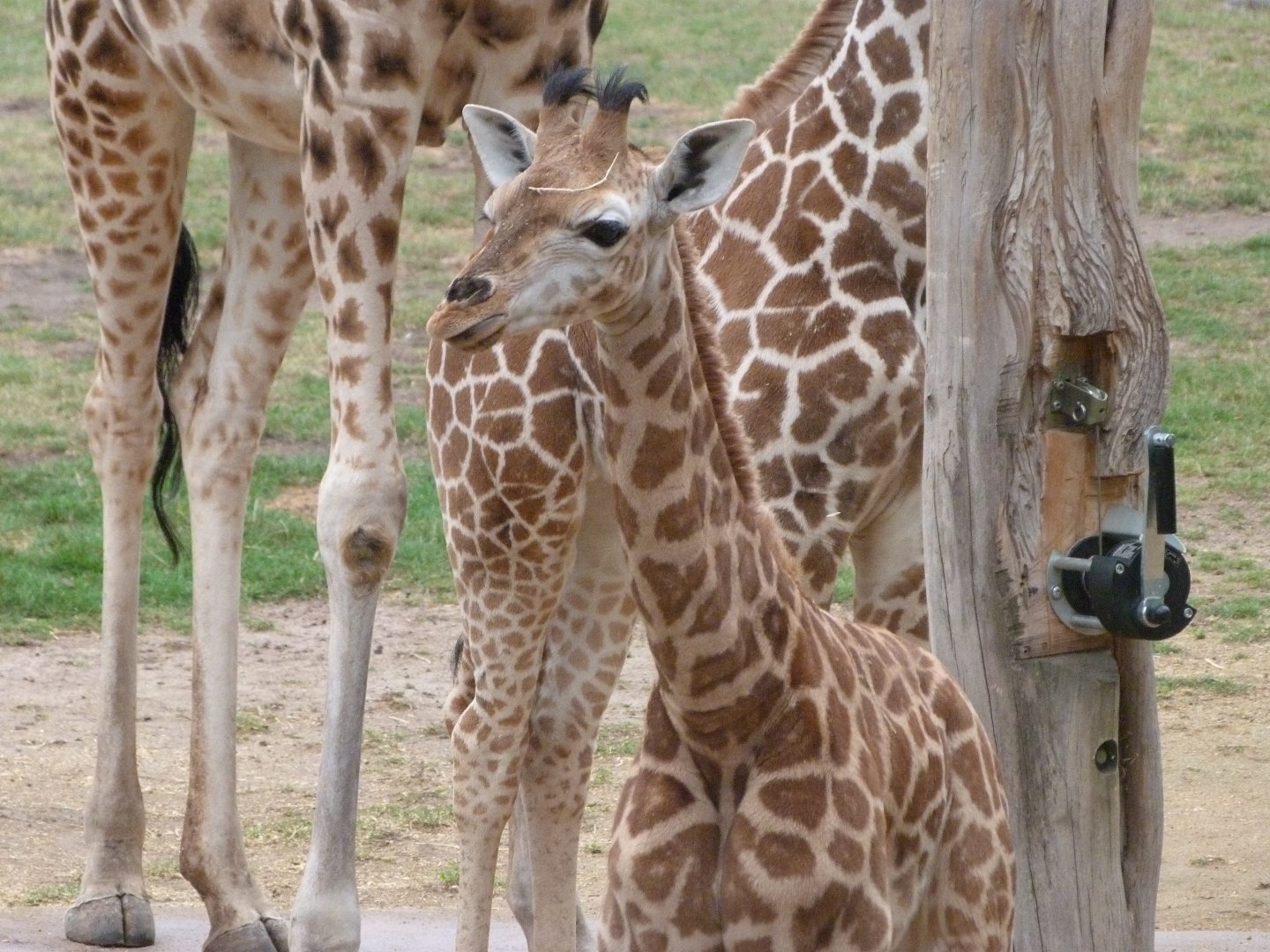 Rothschild's giraffe -Tierpark Berlin (2024)