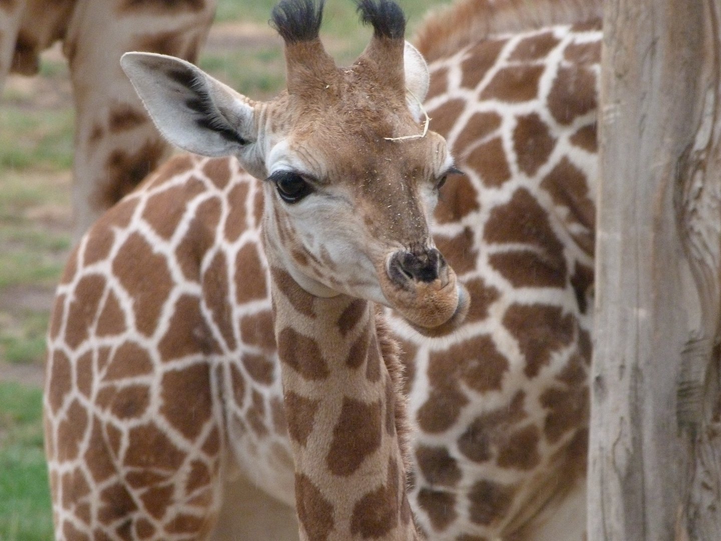 Rothschild's giraffe -Tierpark Berlin (2024)