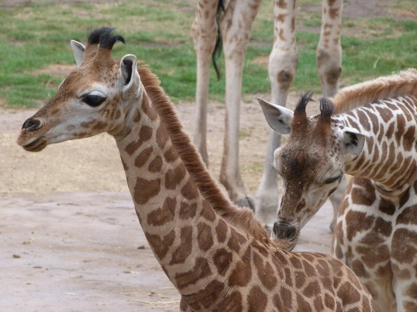 Rothschild's giraffe -Tierpark Berlin (2024)