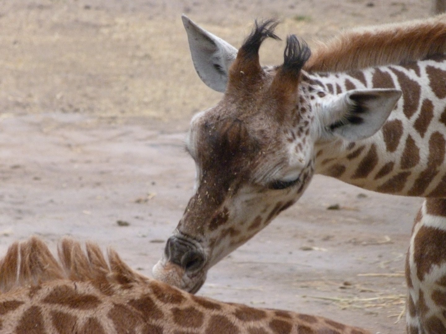 Rothschild's giraffe -Tierpark Berlin (2024)