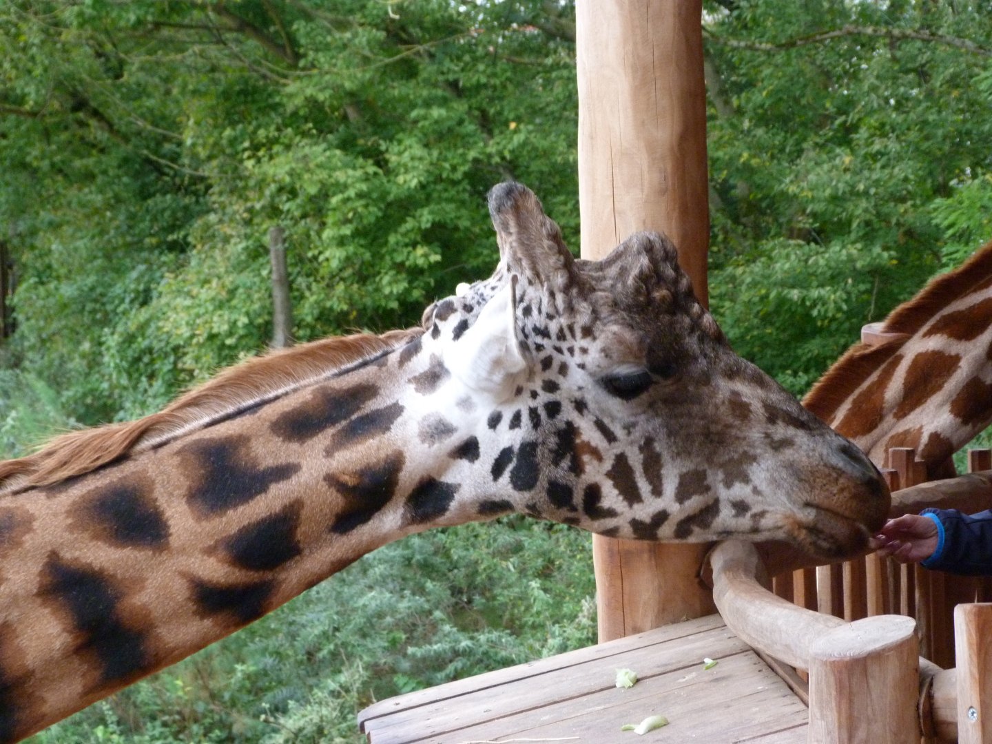 Rothschild's giraffe -Tierpark Berlin (2024)