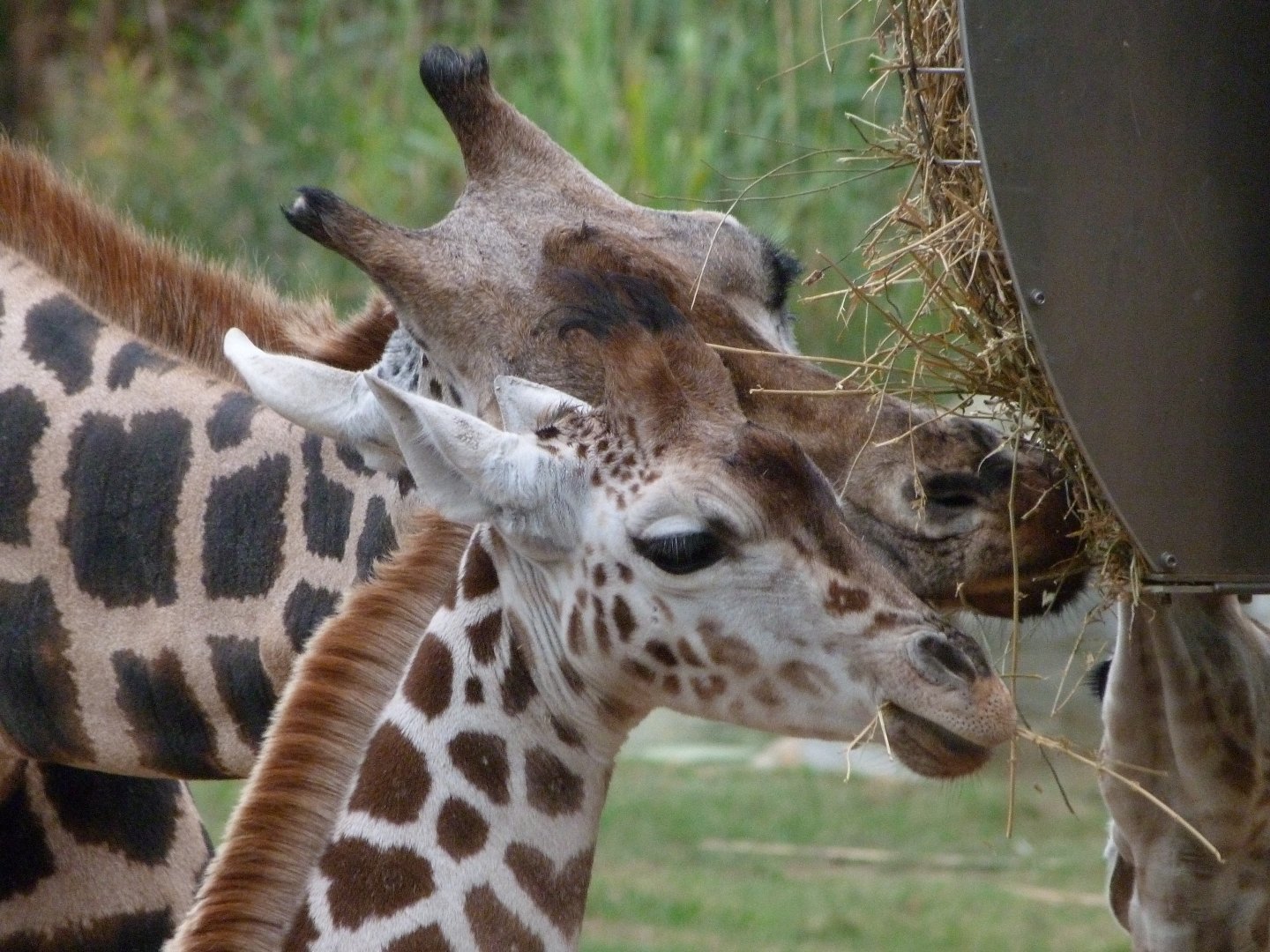 Rothschild's giraffe -Tierpark Berlin (2024)
