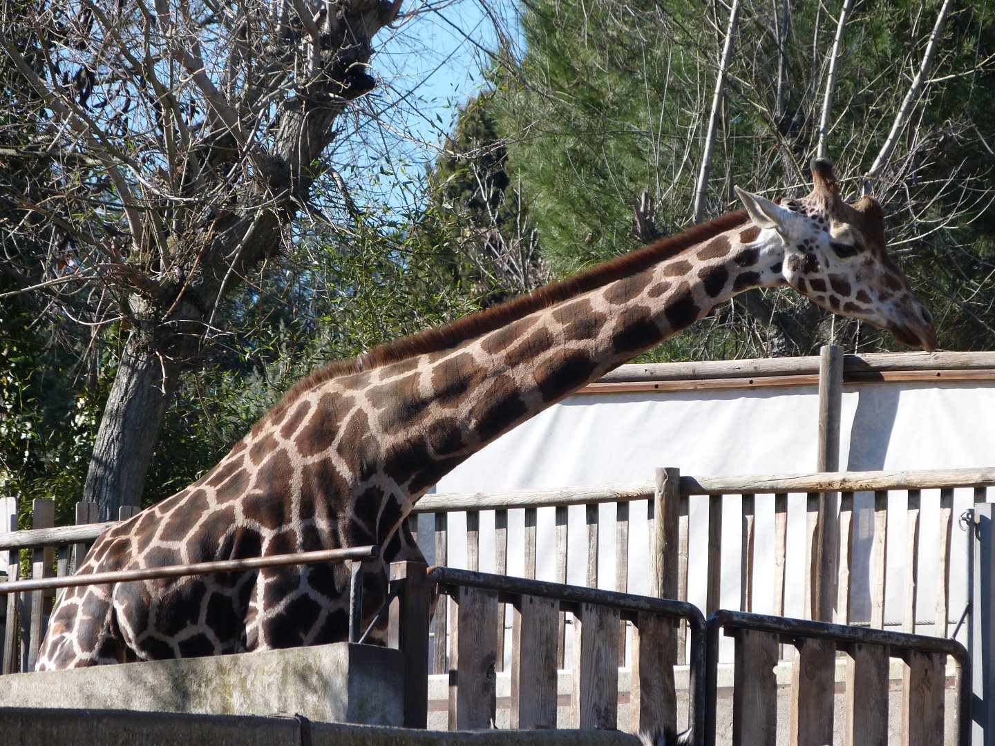 Rothschild’s giraffe -Zoo Aquarium de Madrid (2025)