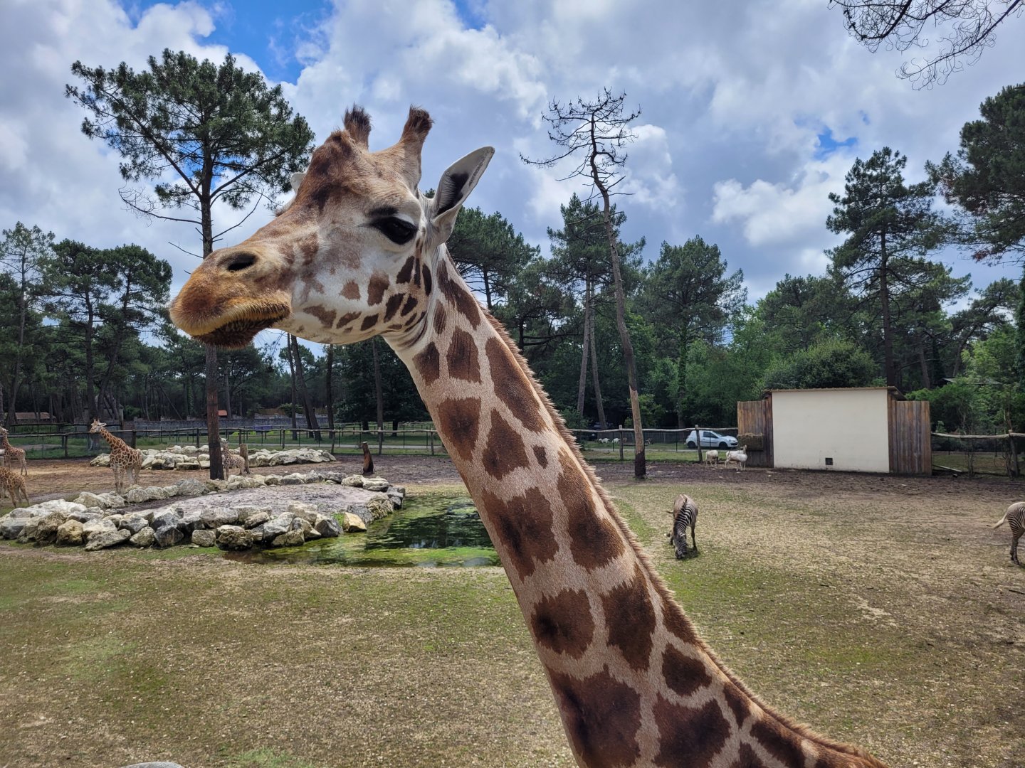 Rothschild's giraffe -Zoo du bassin d'Arcachon (2024)