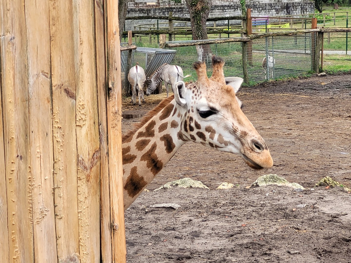 Rothschild's giraffe -Zoo du bassin d'Arcachon (2024)