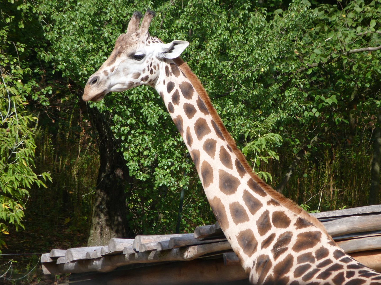 Rothschild's giraffe -Zoo Praha (2025)