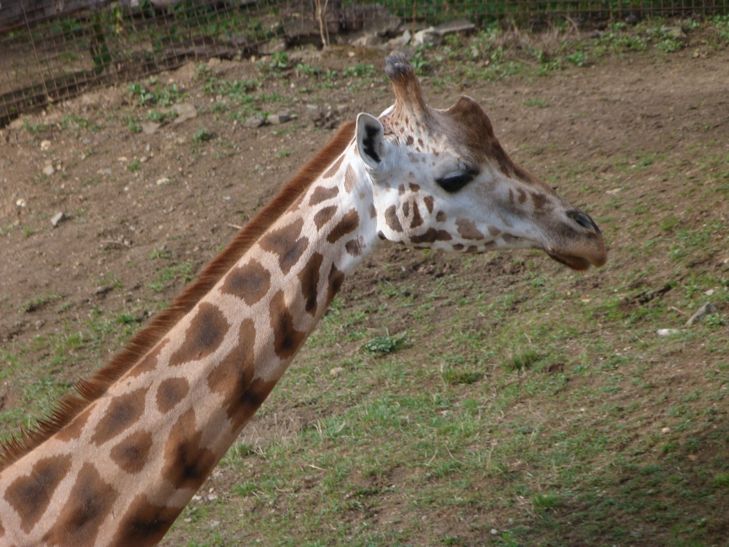 Rothschild's giraffe -Zoo Praha (2025)