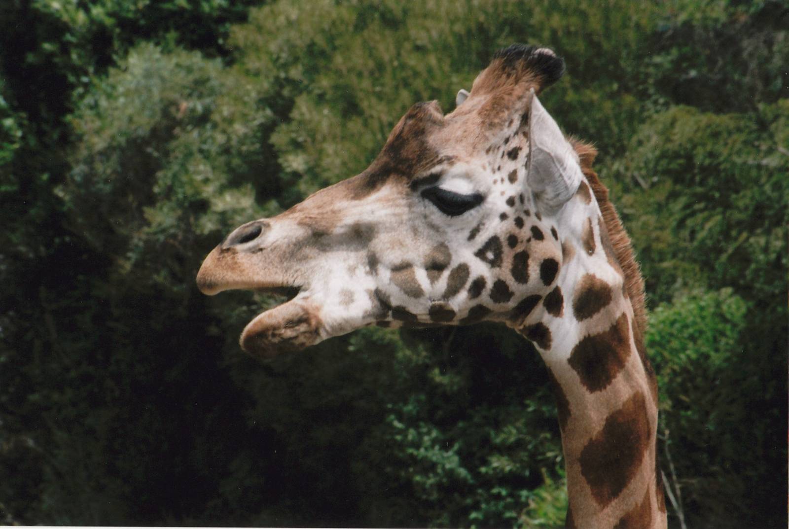 Rothschilds giraffe