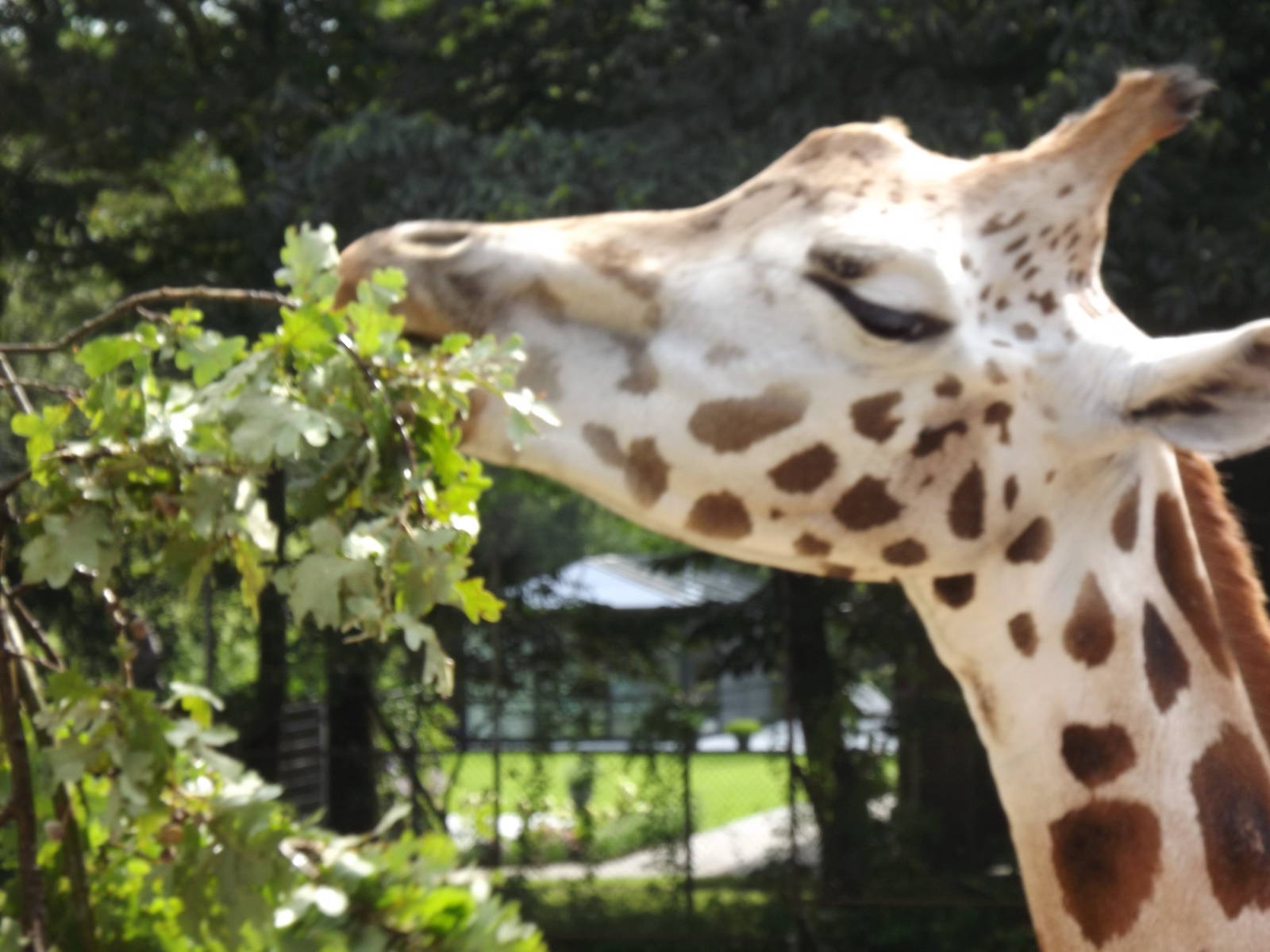 Rothschild's giraffe