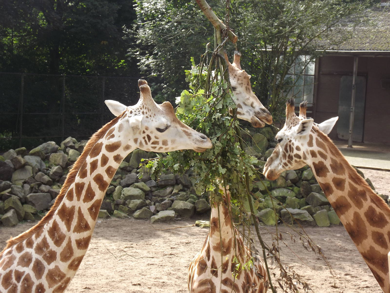 Rothschild's giraffe