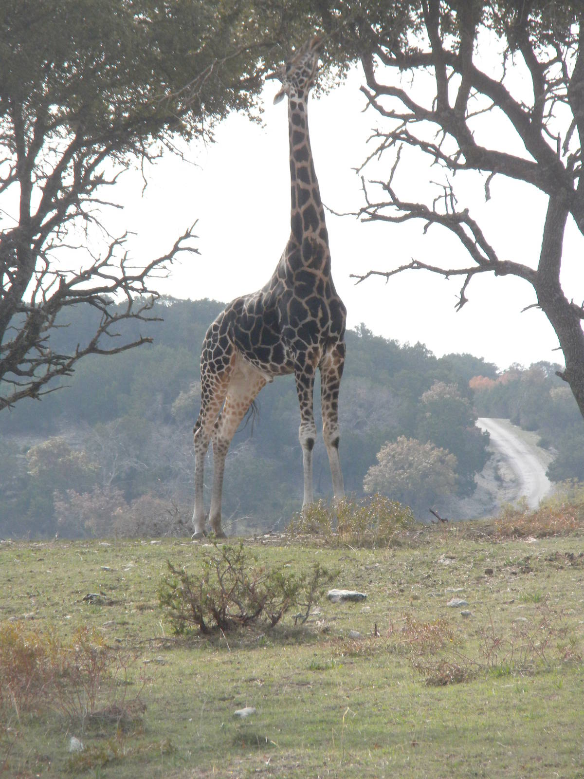 Rothschild's Giraffe