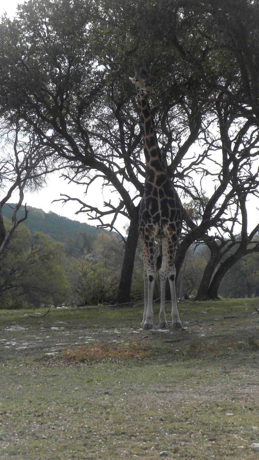 Rothschild's Giraffe