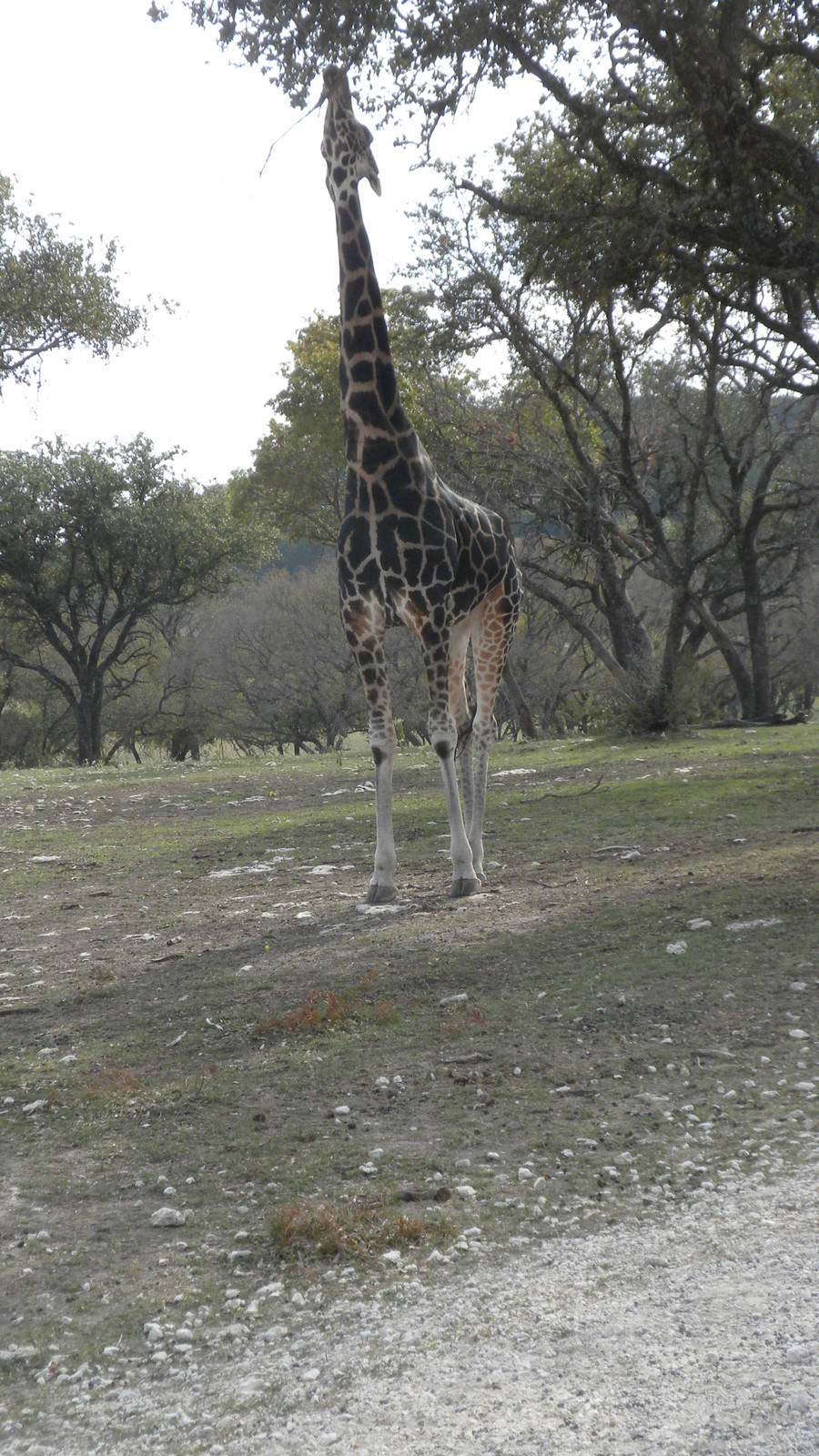 Rothschild's Giraffe