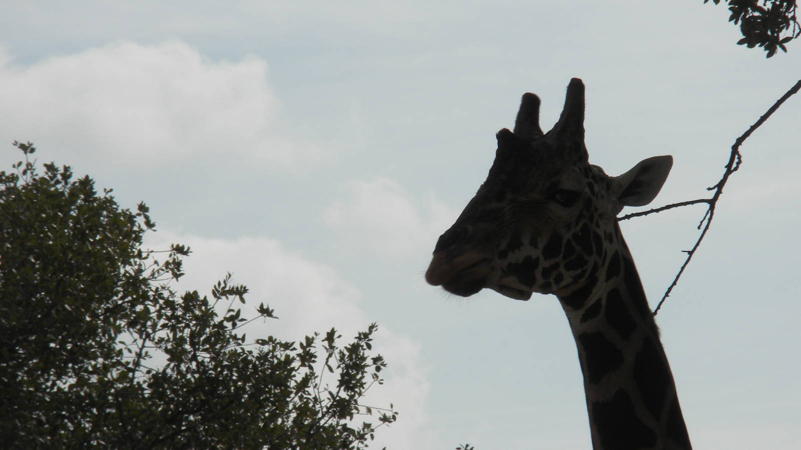 Rothschild's Giraffe