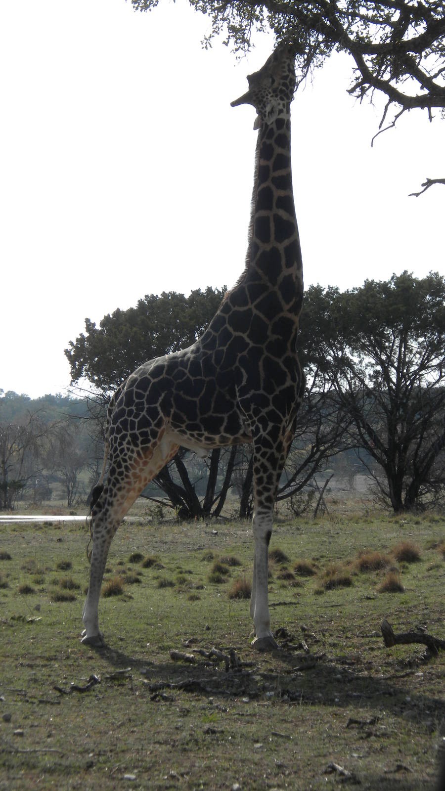 Rothschild's Giraffe