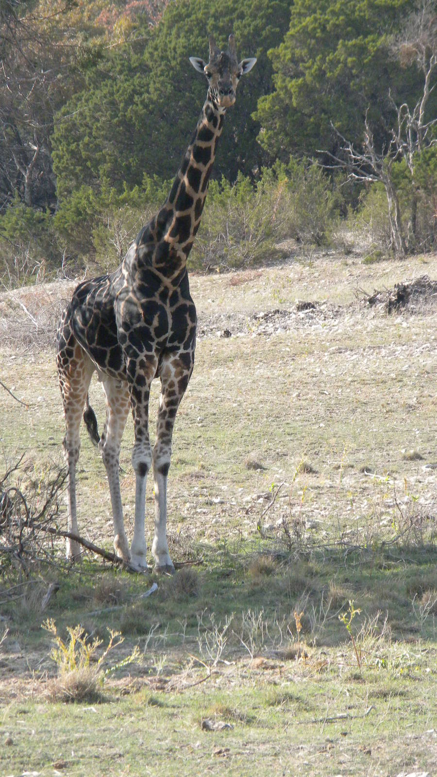 Rothschild's Giraffe