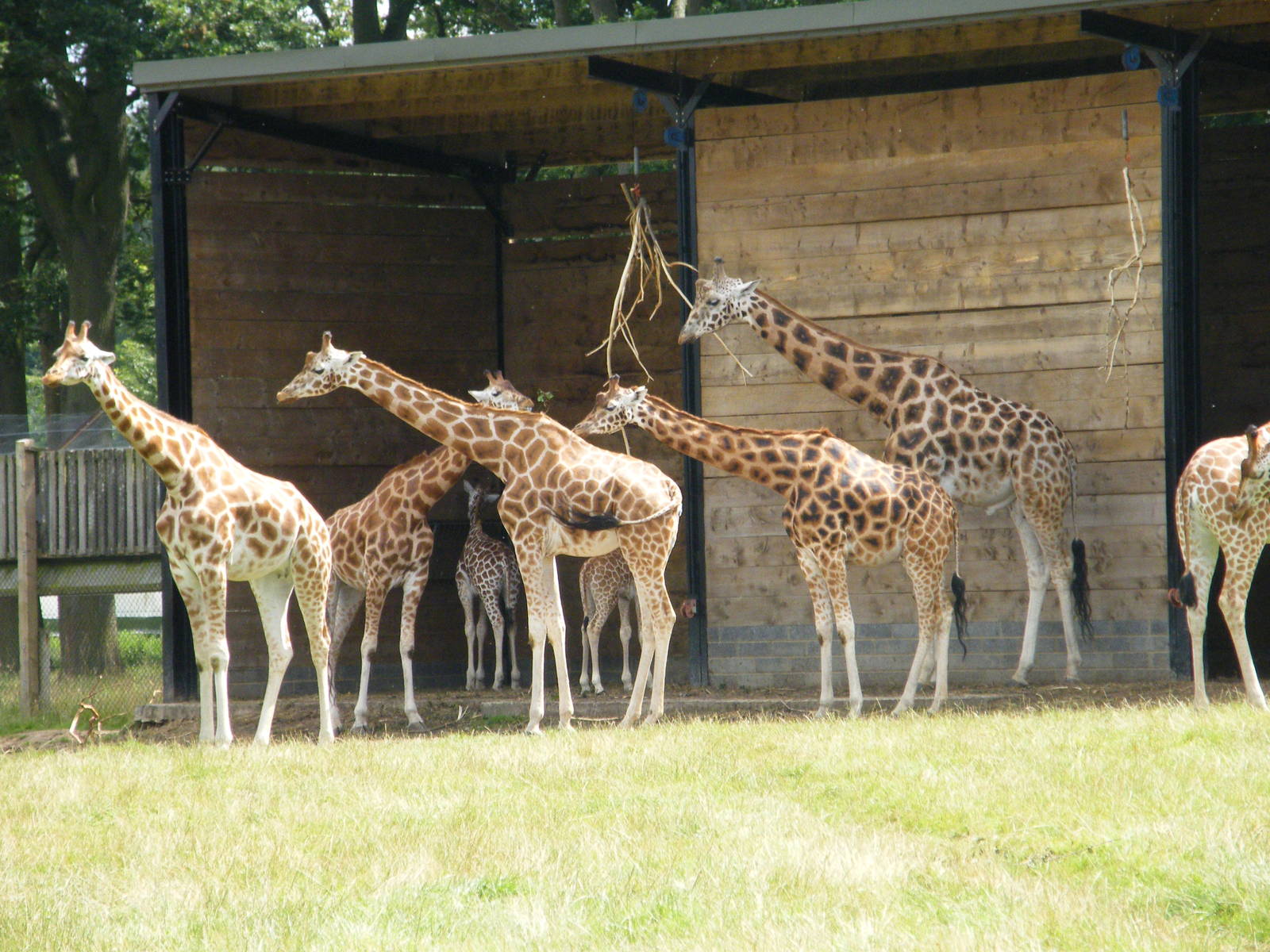Rothschild's Giraffe