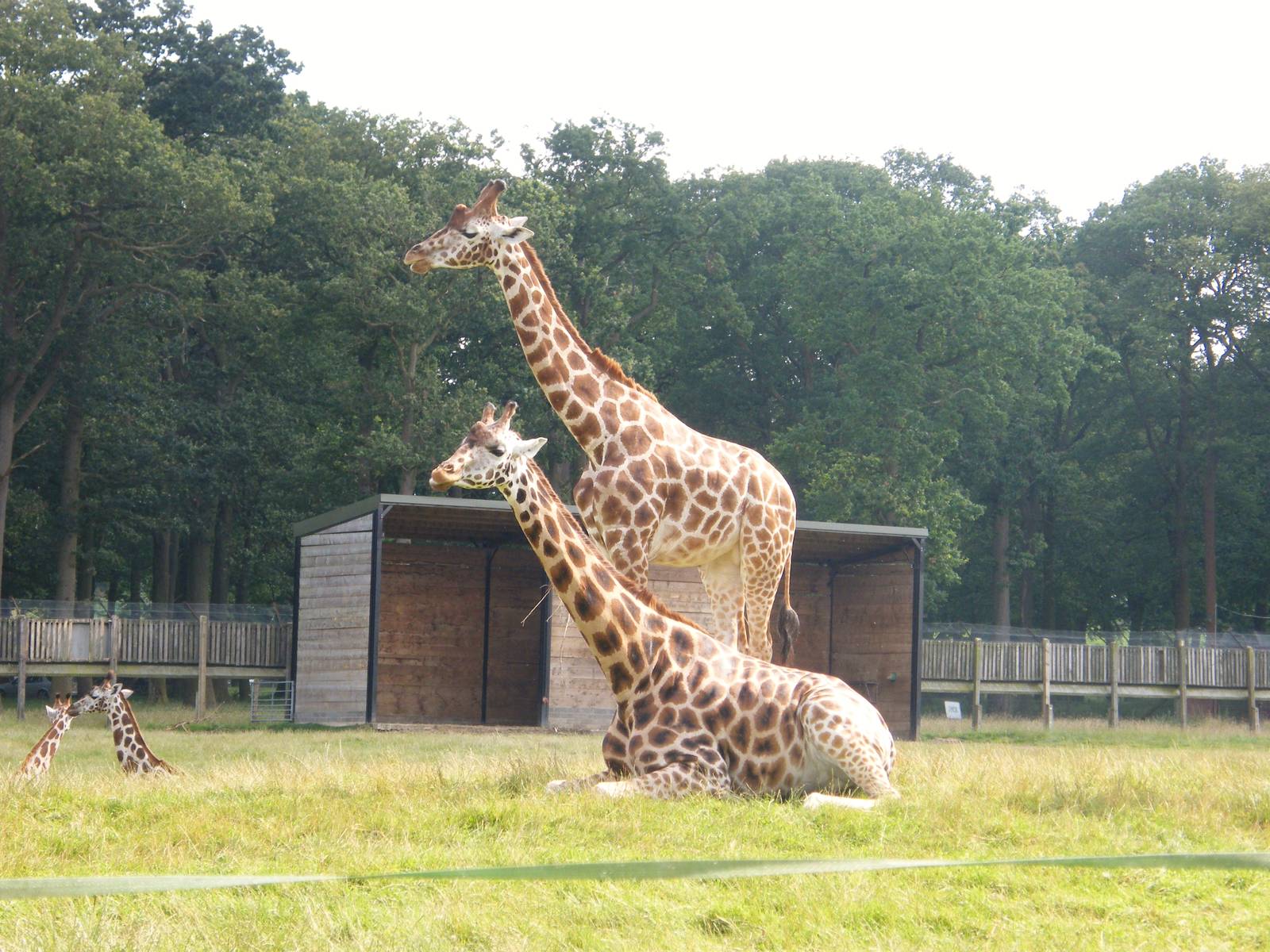 Rothschild's Giraffe