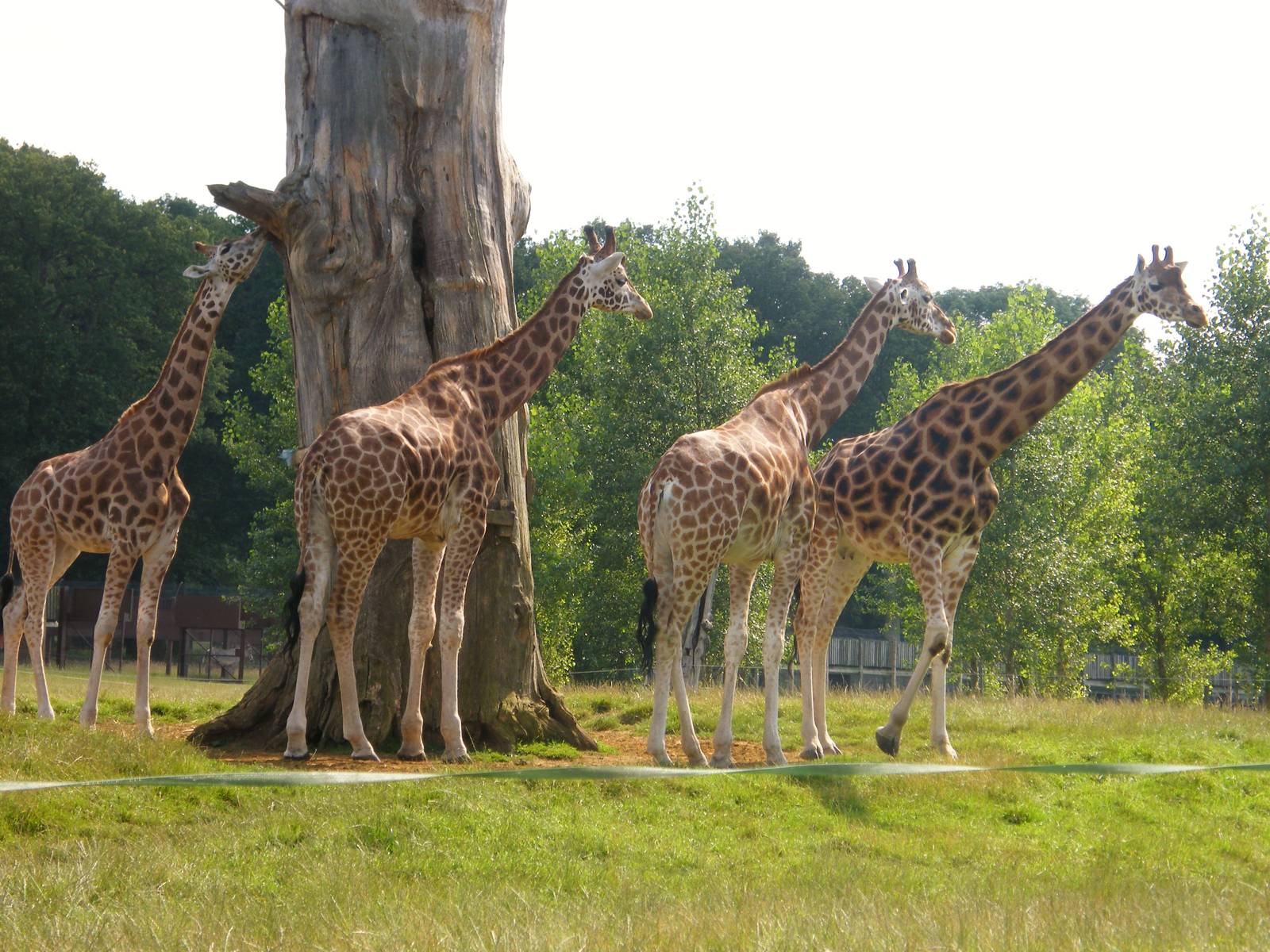 Rothschild's Giraffe