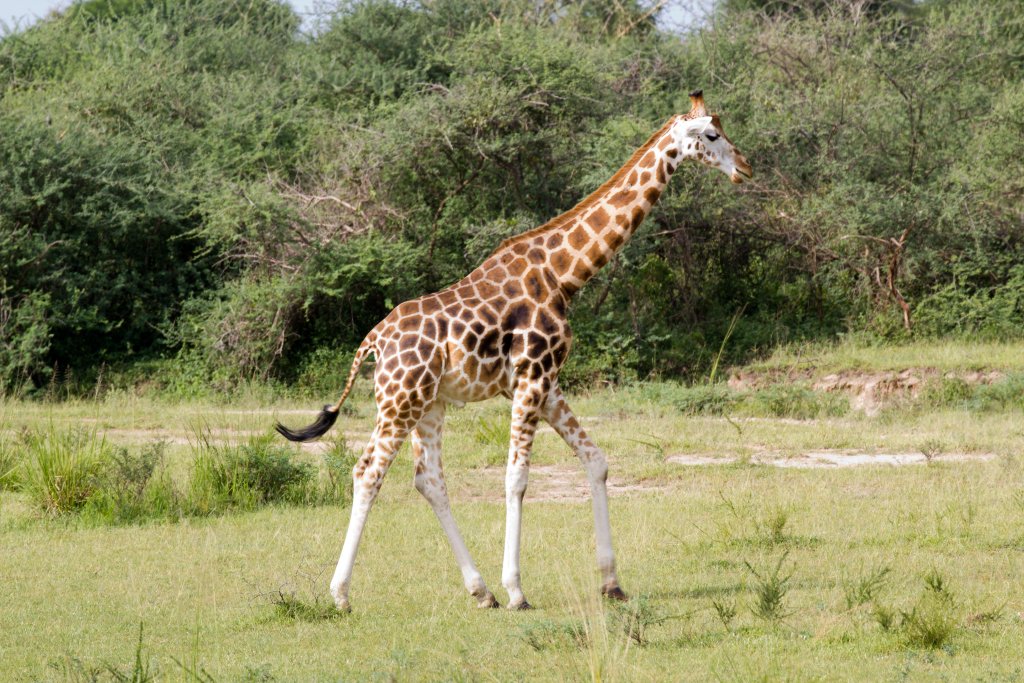 Rothschilds Giraffe