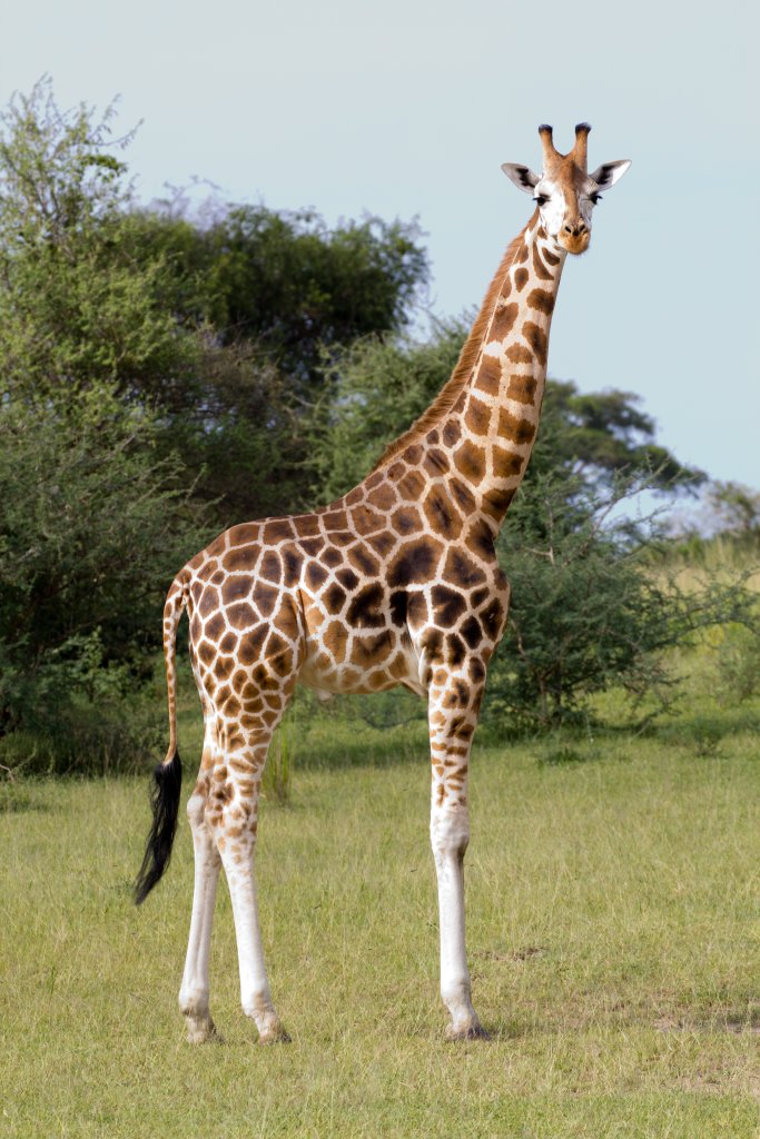 Rothschilds Giraffe