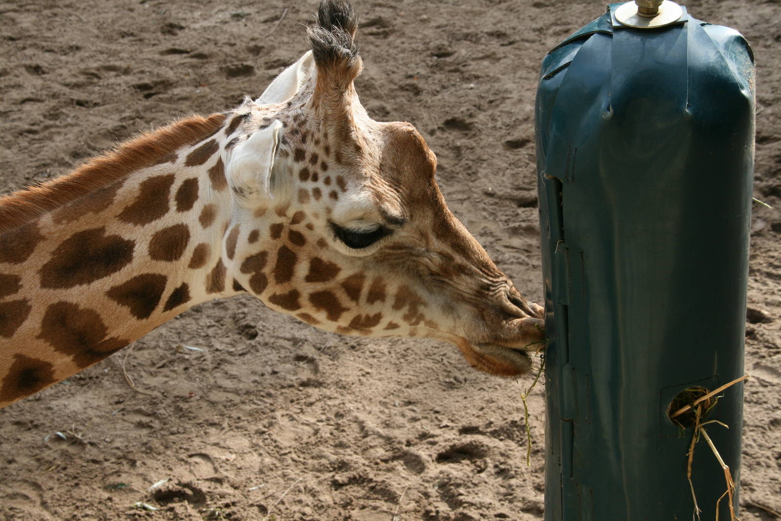 Rothschild's giraffe