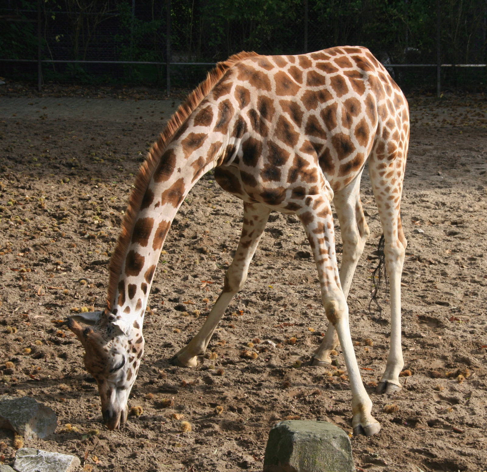 Rothschild's  giraffe