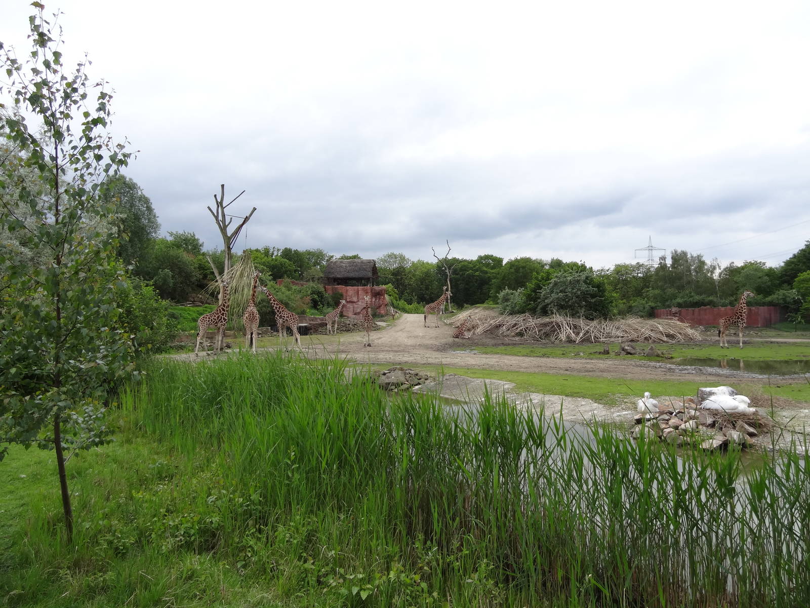 Rothschild's giraffe