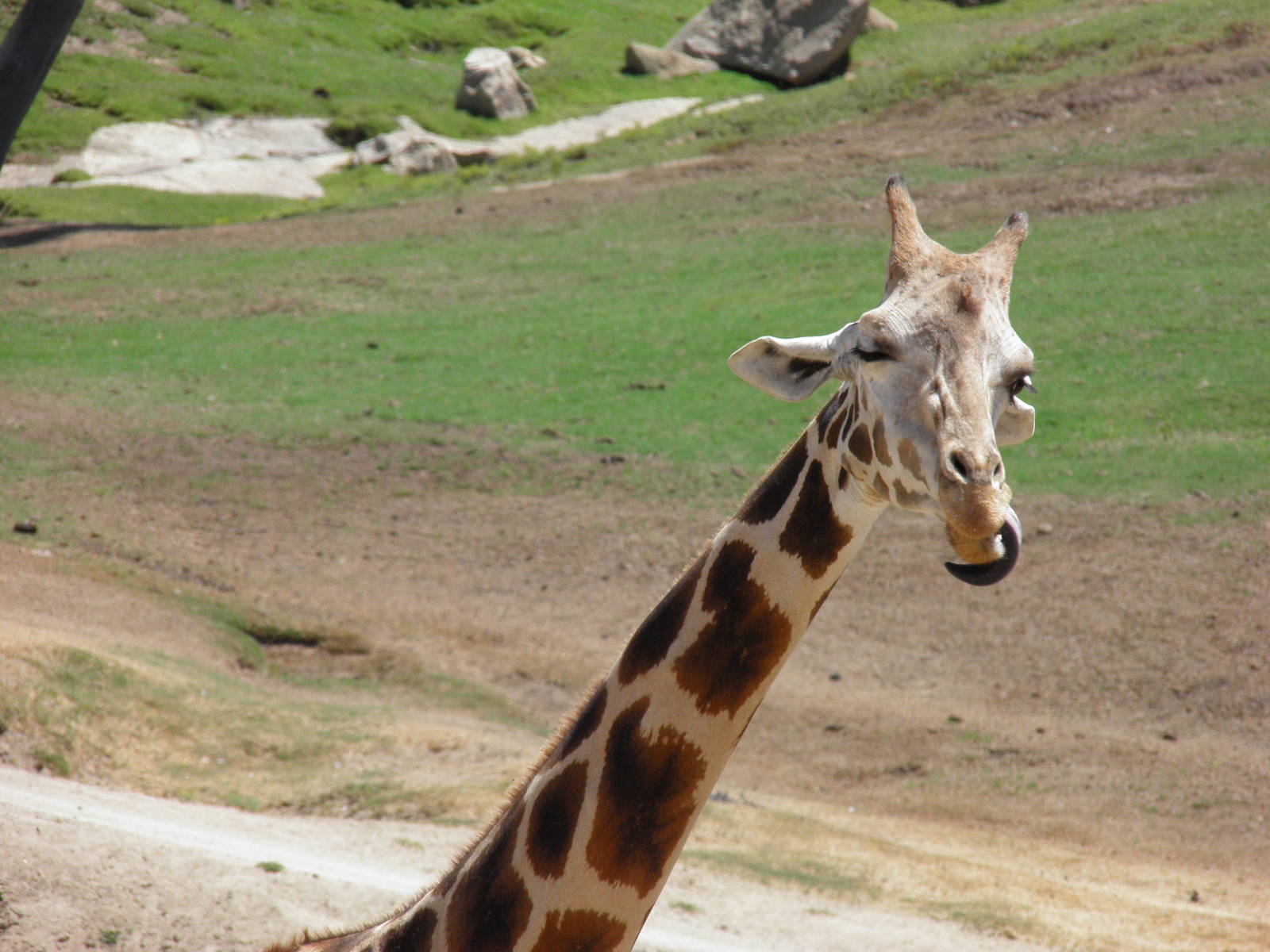 Rothschild's giraffe