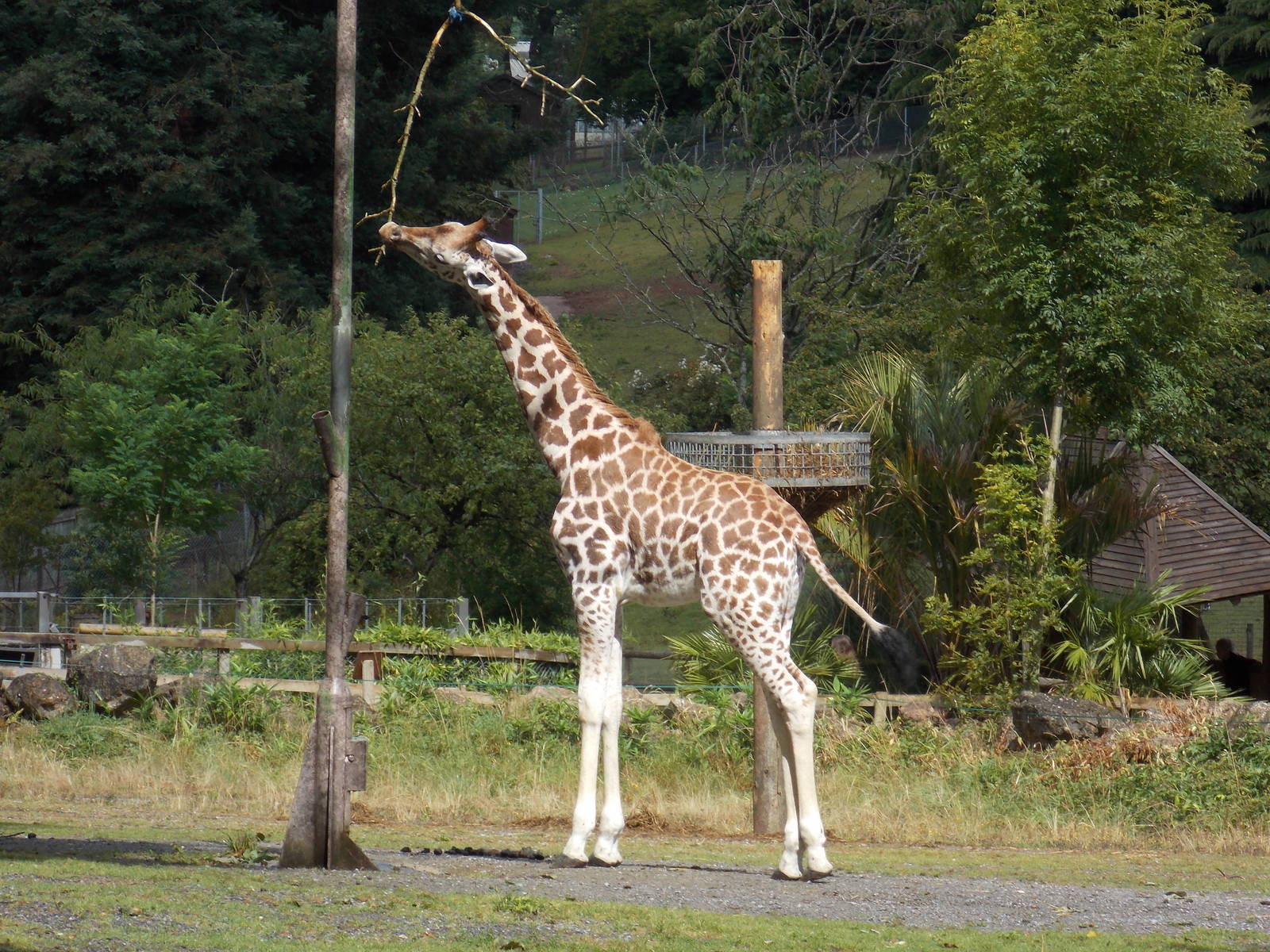 Rothschild's Giraffe