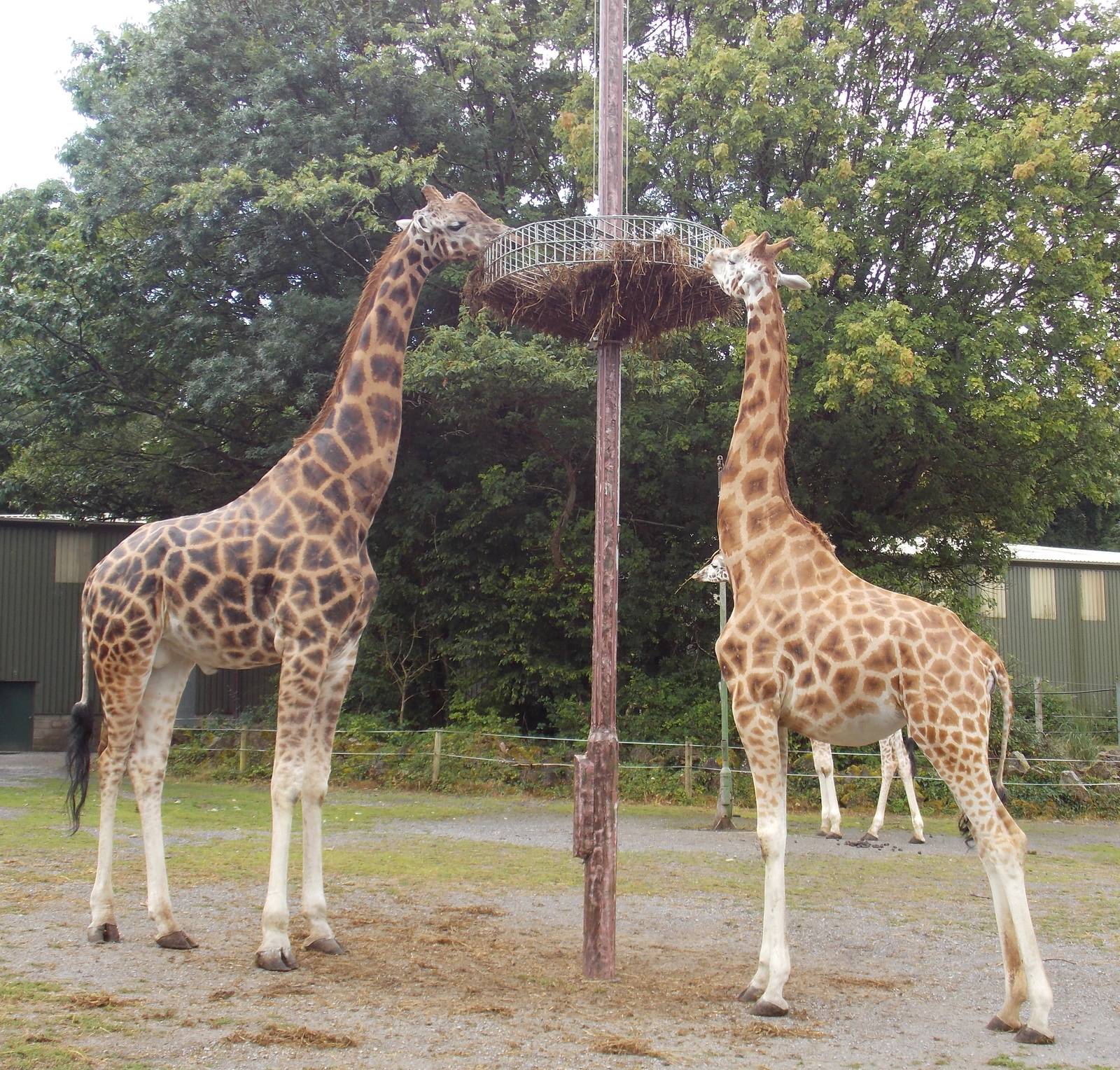 Rothschilds Giraffe