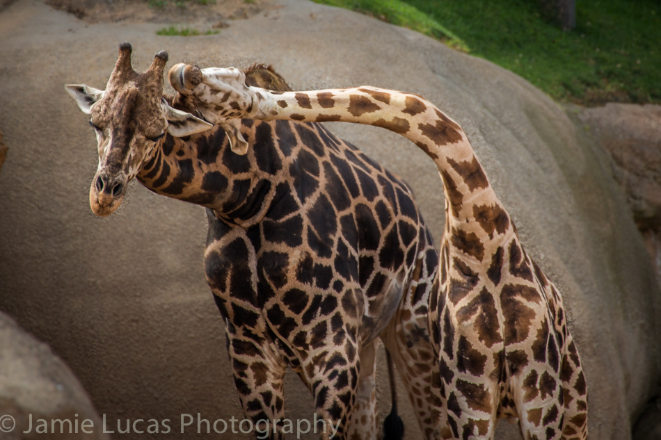 Rothschild's giraffe