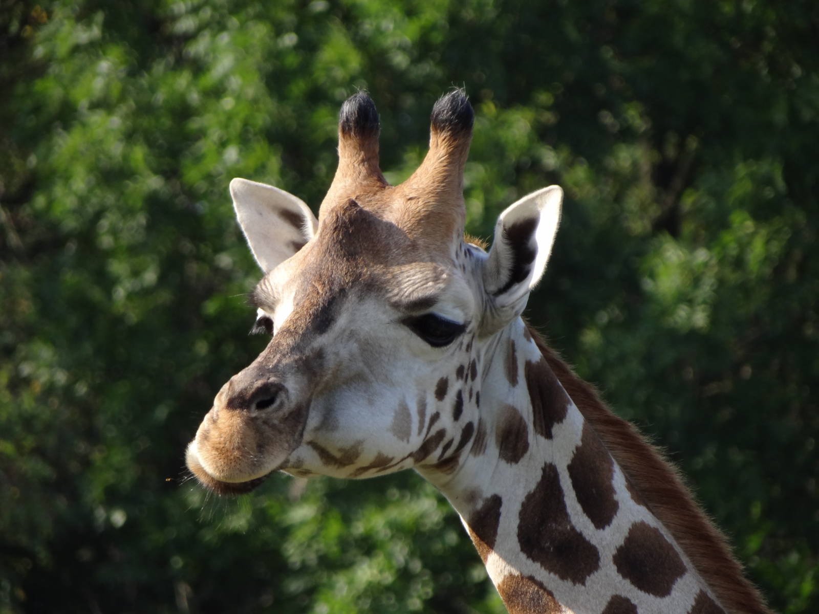 Rothschild's Giraffe