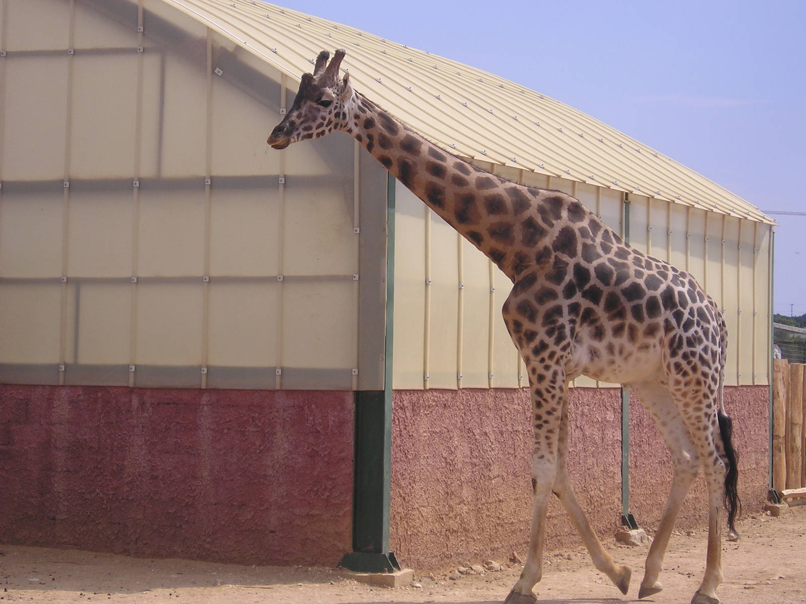 Rothschild's giraffe