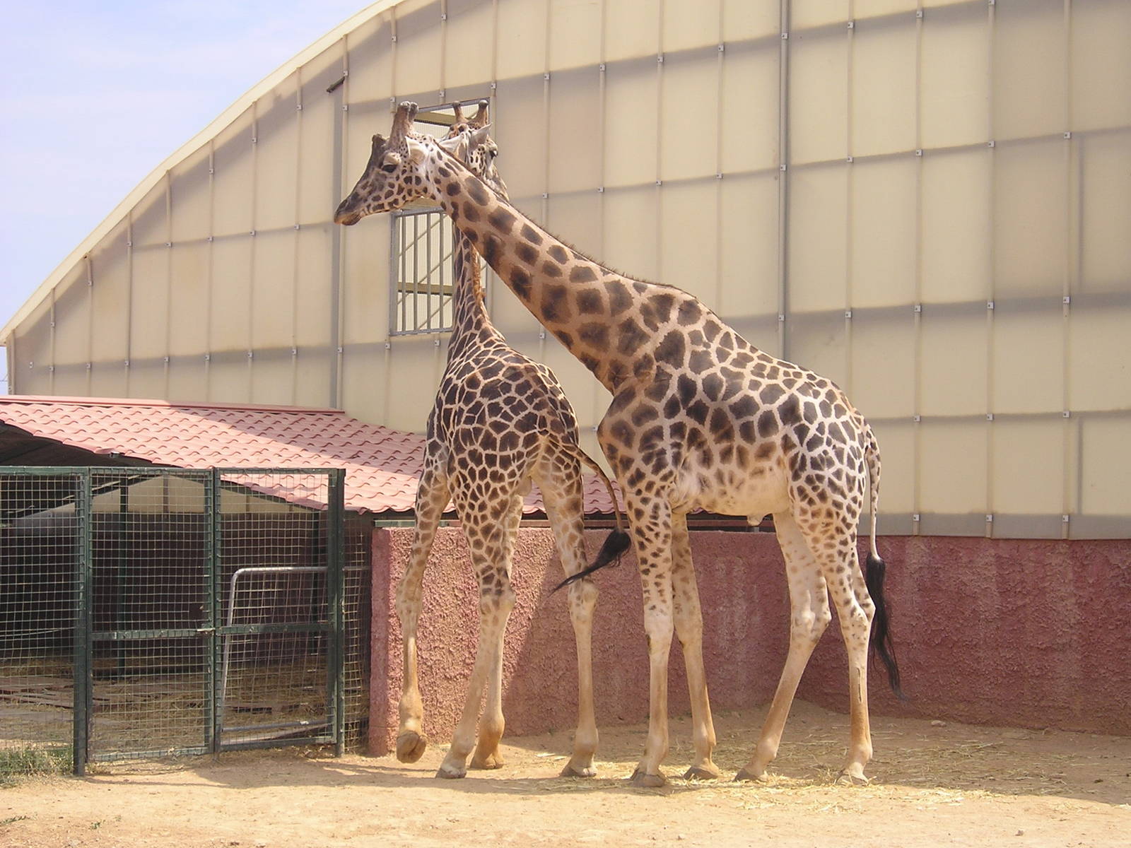 Rothschild's giraffe