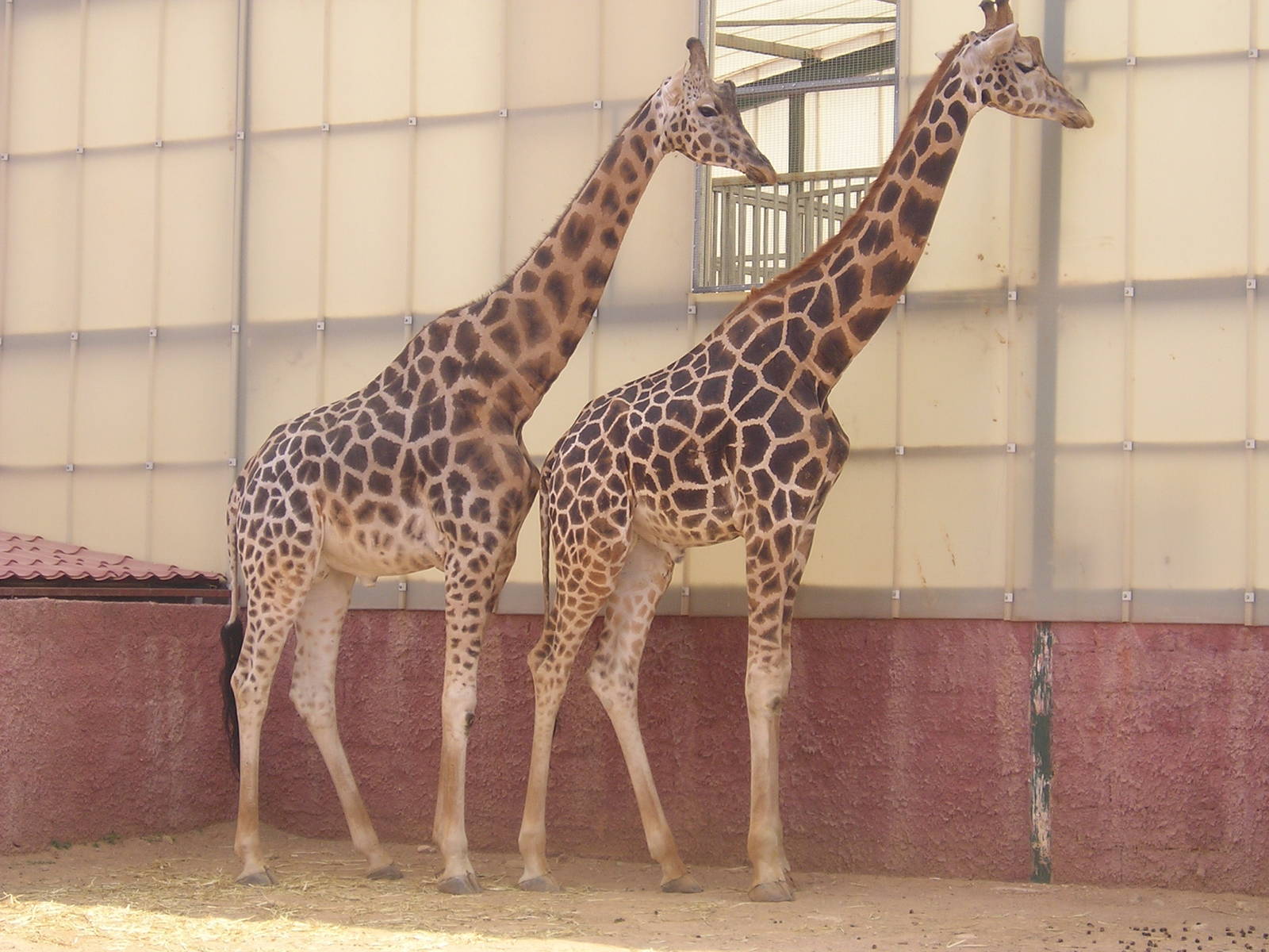 Rothschild's giraffe