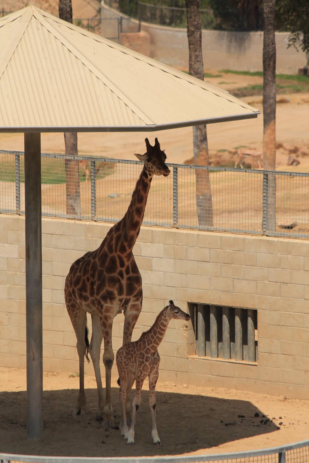 Rothschild's Giraffe