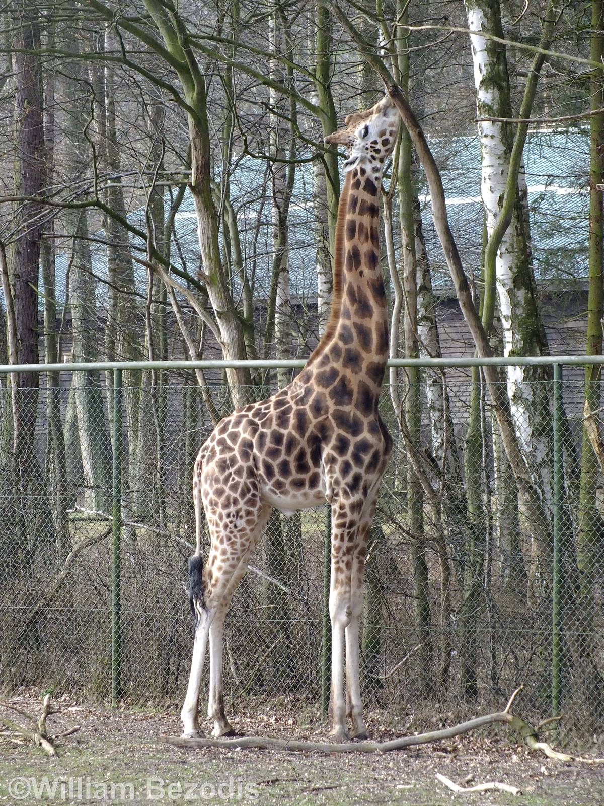 Rothschild's Giraffe