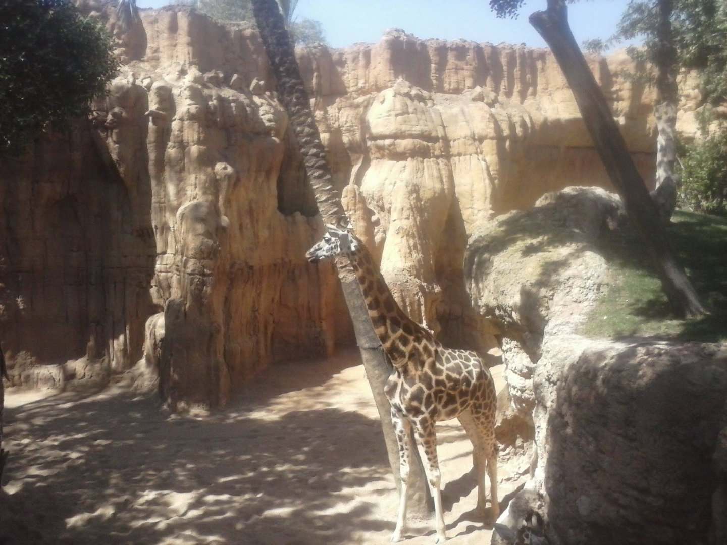 Rothschild's giraffe