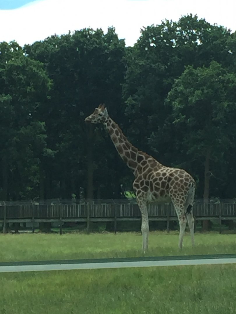 Rothschild's Giraffe