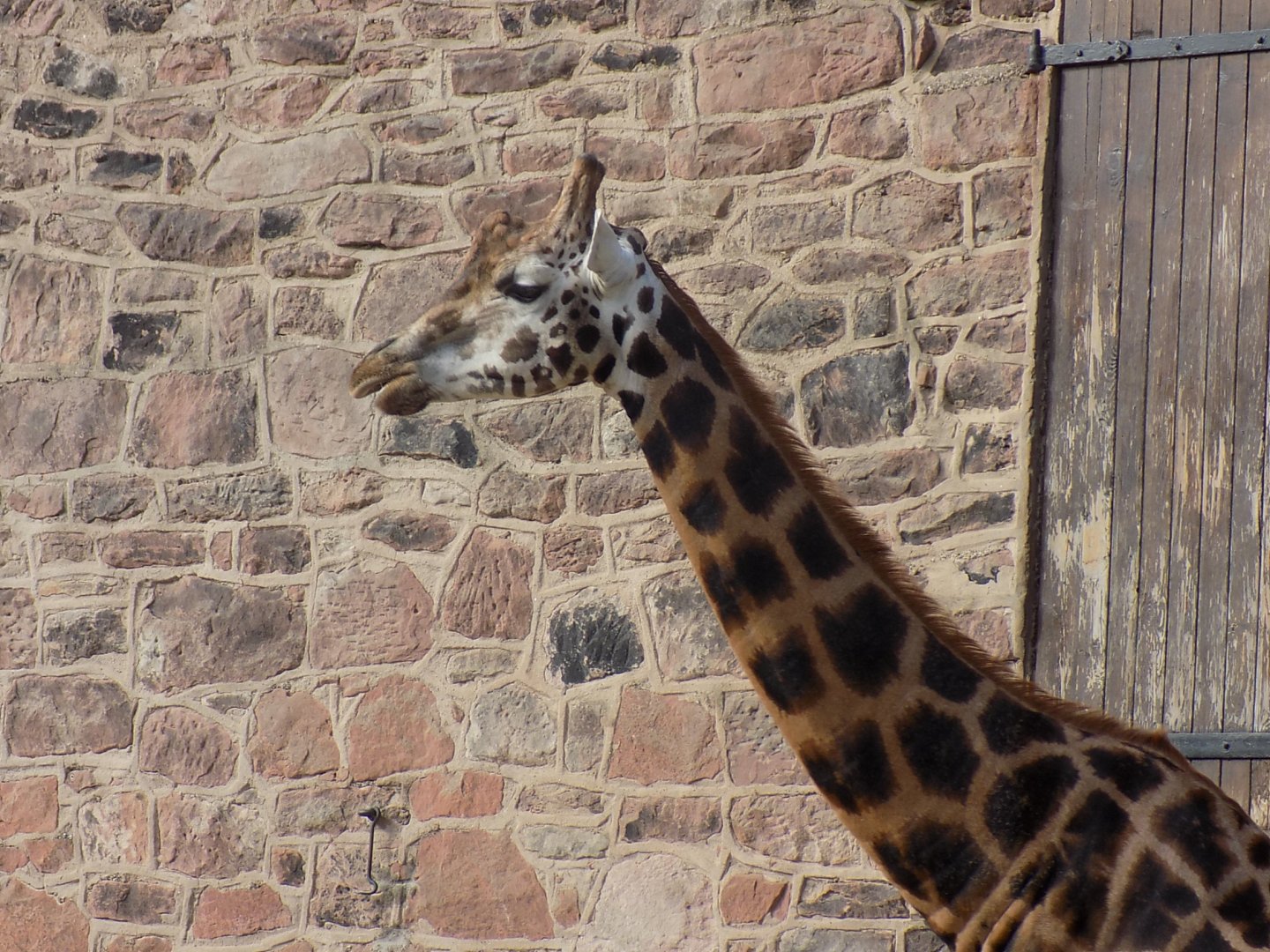 Rothschild's Giraffe