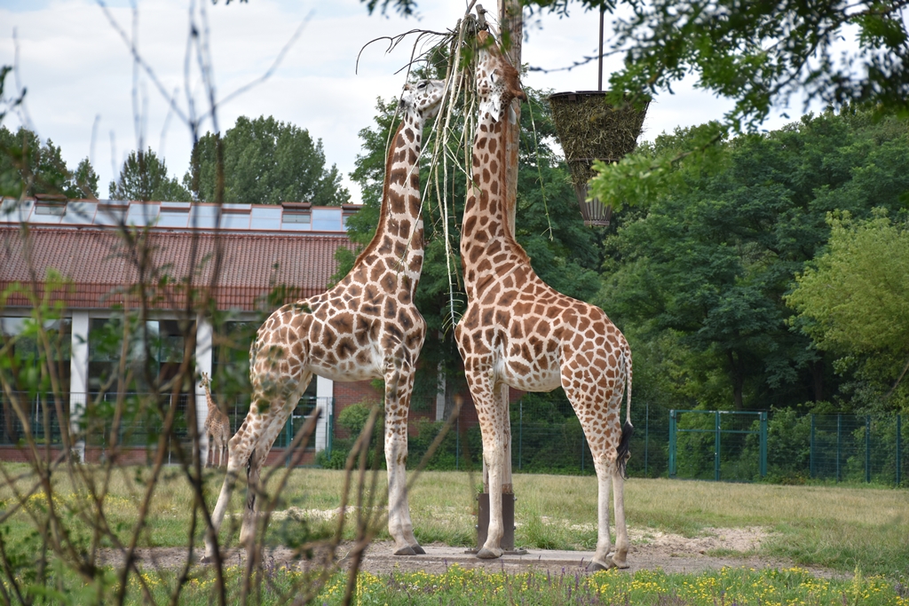 Rothschild's giraffe